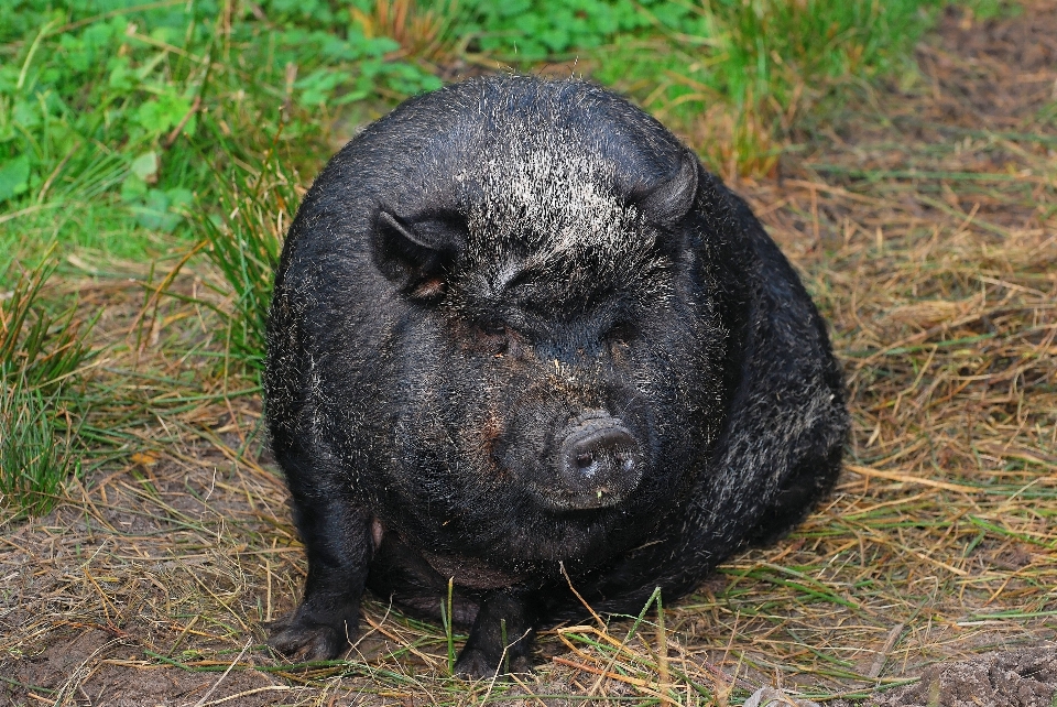 Female wildlife mammal eat