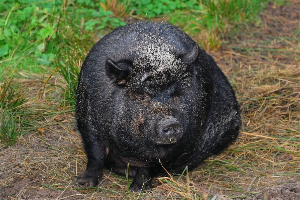 Weiblich tierwelt säugetier essen Foto