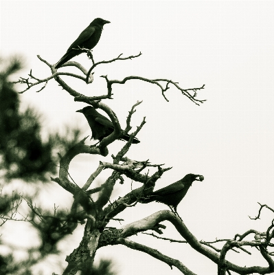 Photo Arbre bifurquer froid hiver