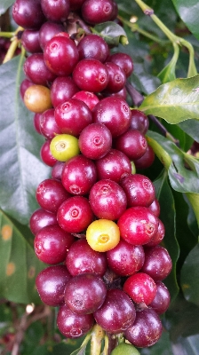 Foto Café planta granja fruta