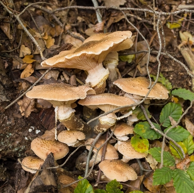 Foto Pohon alam hutan daun