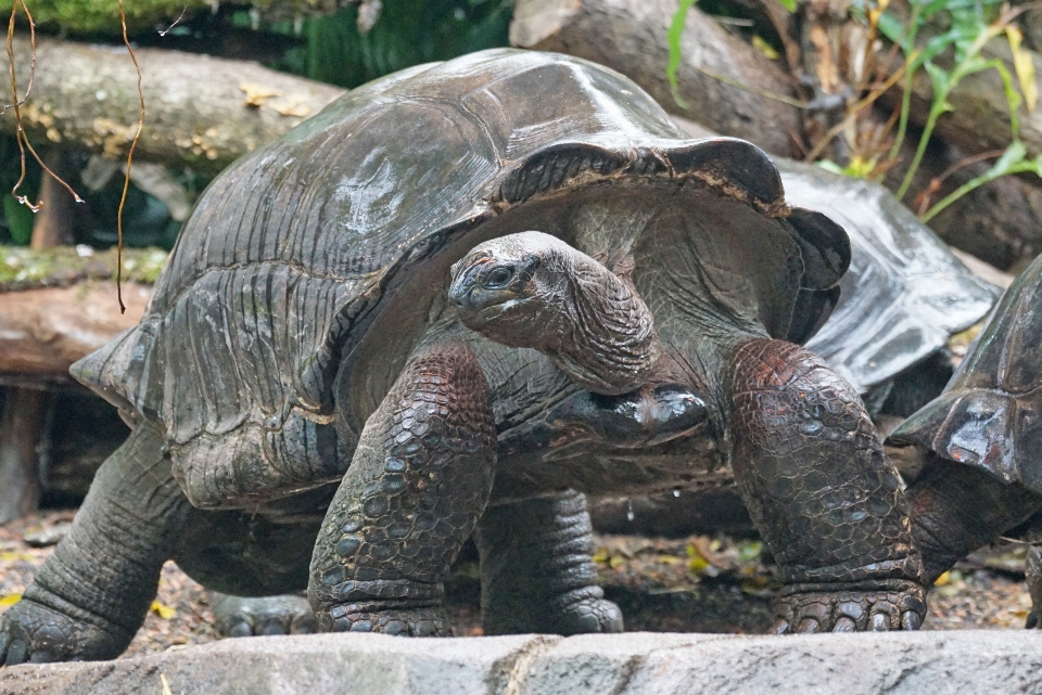 Faune zoo tortue reptile