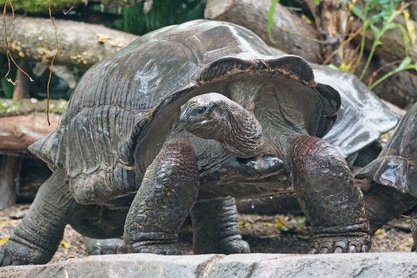 Foto Animais selvagens jardim zoológico tartaruga réptil