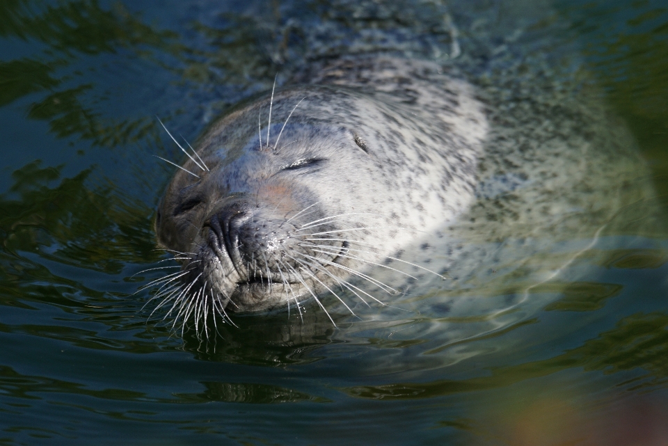 Animais selvagens biologia mamífero predador