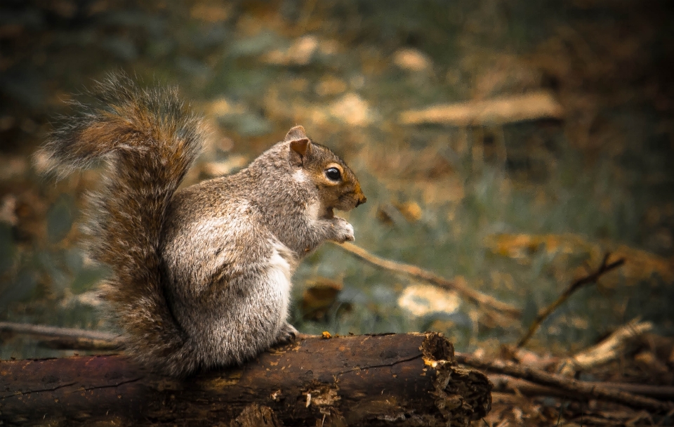 Naturaleza bosque animal fauna silvestre