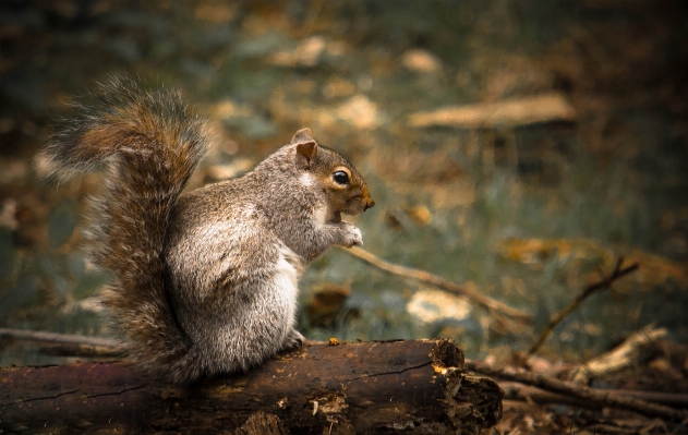 Nature forest animal wildlife Photo