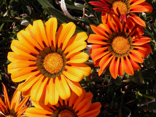 自然 植物 花 花弁 写真