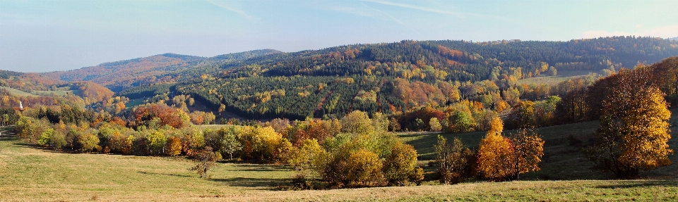 Krajobraz drzewo natura las