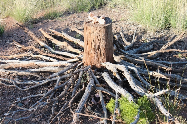 Photo Bois flotté
 arbre nature bifurquer