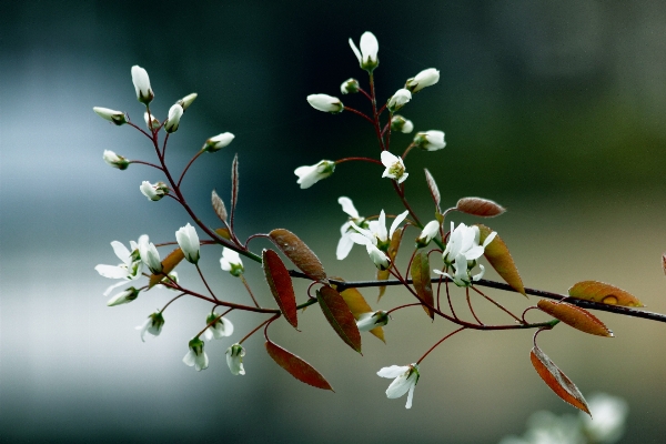 Tree nature branch blossom Photo