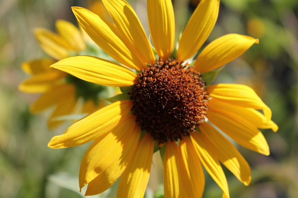 Naturaleza exterior planta flor