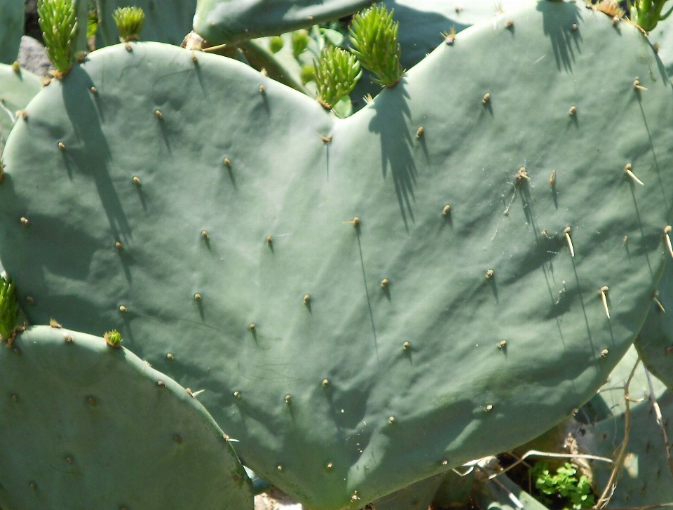 Naturaleza cactus
 planta fruta