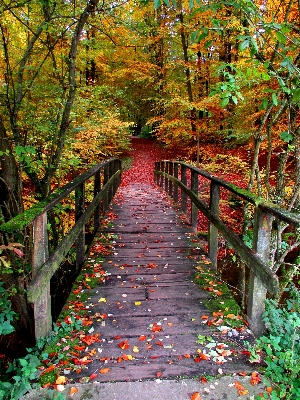 Tree forest path leaf Photo