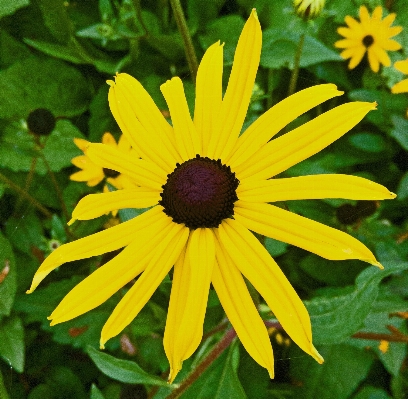 自然 植物 花 花弁 写真