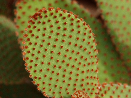 Foto Cacto
 plantar flor pétala