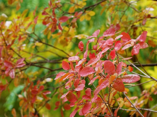 Tree nature forest branch Photo