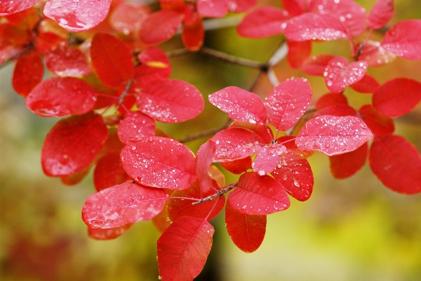 Nature branch blossom plant Photo