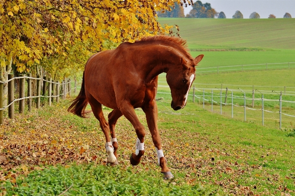 Grass field farm meadow Photo