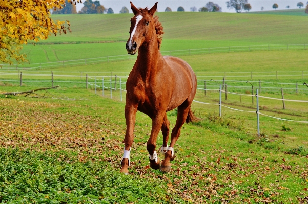 Grass field farm meadow Photo