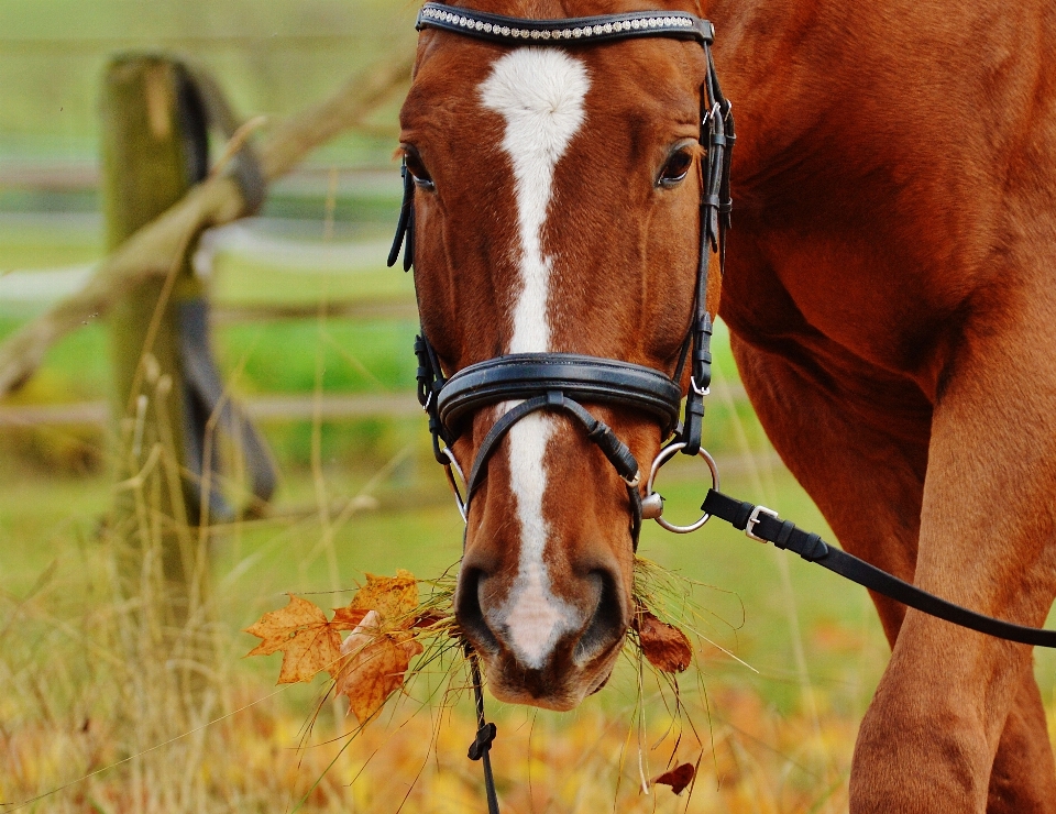 Meadow animal pasture horse