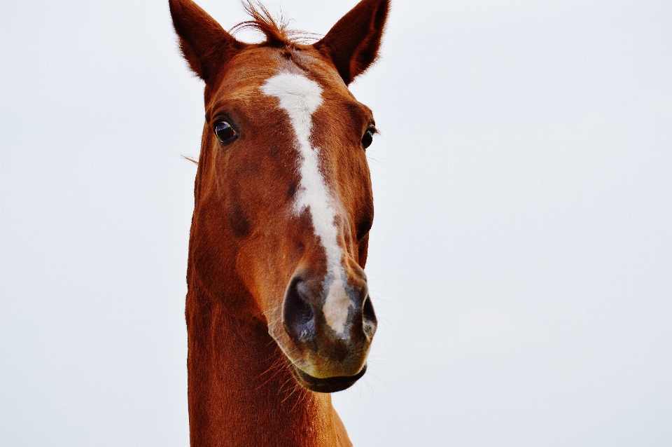 Prairie
 animal cheval brun