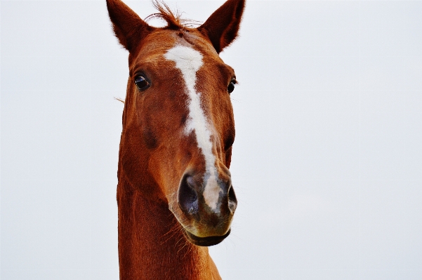 Meadow animal horse brown Photo