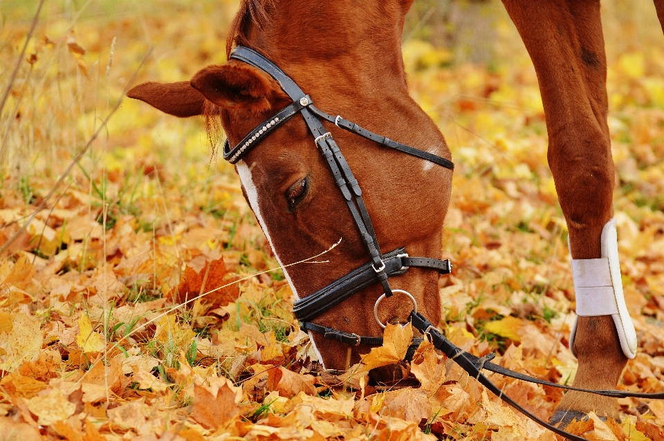 Prairie
 feuille animal cheval