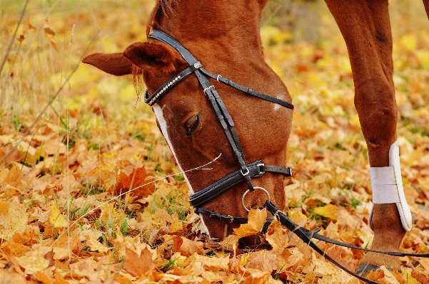 Meadow leaf animal horse Photo