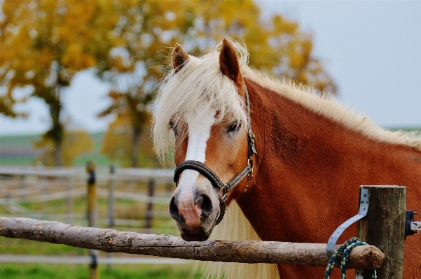 Meadow animal horse brown Photo