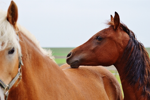 Meadow animal horse brown Photo