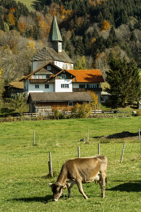 Landscape farm meadow village