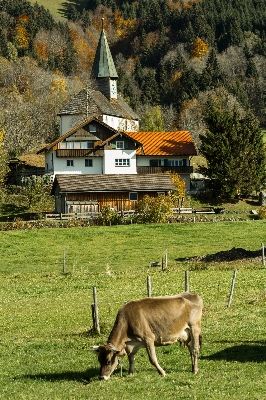 Landscape farm meadow village Photo