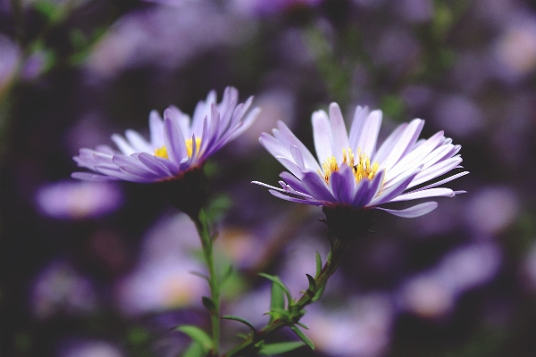 Nature blossom plant meadow Photo