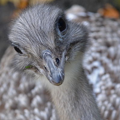 鳥 羽 動物 野生動物 写真