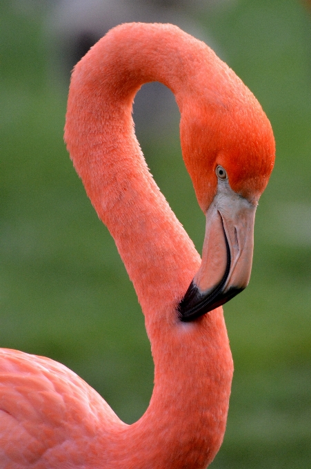 Burung satwa paruh merah jambu