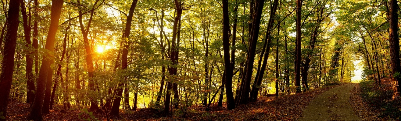 Foto Paesaggio albero natura foresta