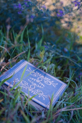 Nature forest grass book Photo