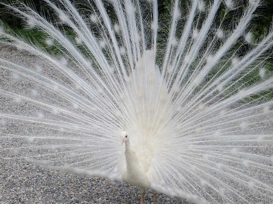 Photo Nature herbe oiseau aile