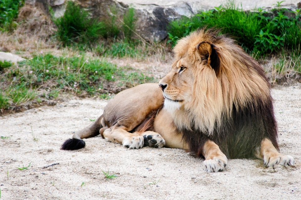 アウトドア 冒険 野生動物 動物園