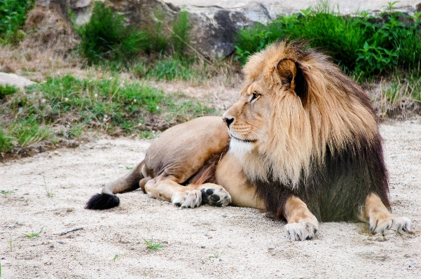 Foto All'aperto avventura animali selvatici zoo