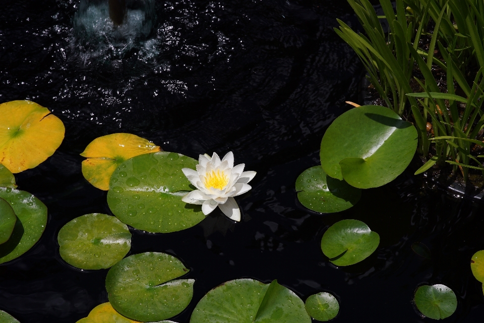 Nature herbe usine feuille