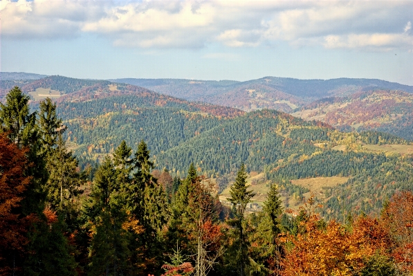 Landscape tree nature forest Photo