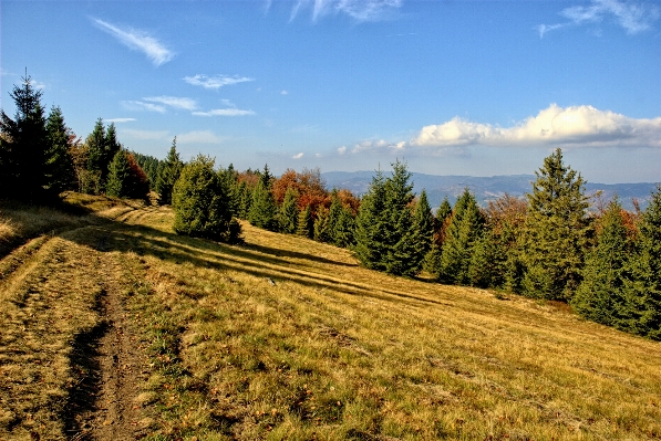 Landscape tree nature forest Photo