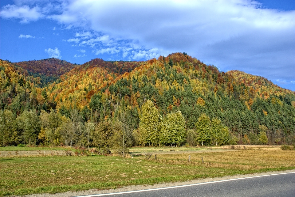 Landschaft baum natur wald