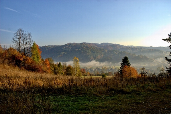 Landscape tree nature forest Photo