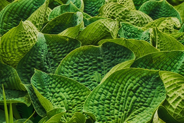 Foto Naturaleza planta hoja flor