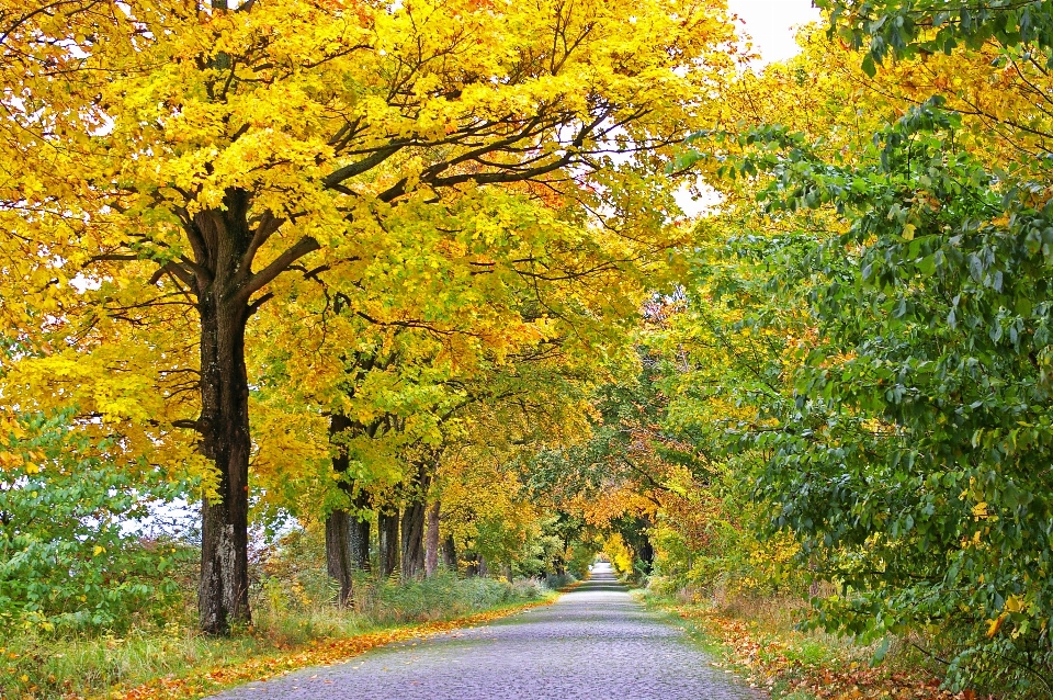 Krajobraz drzewo natura zakład