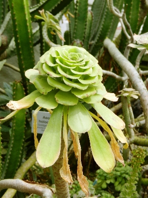 Foto Paisagem natureza cacto
 plantar