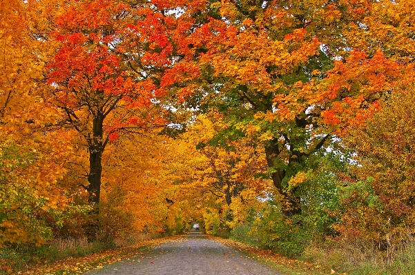 Landscape tree nature plant Photo