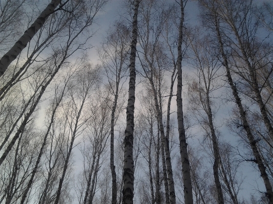 Landscape tree nature forest Photo